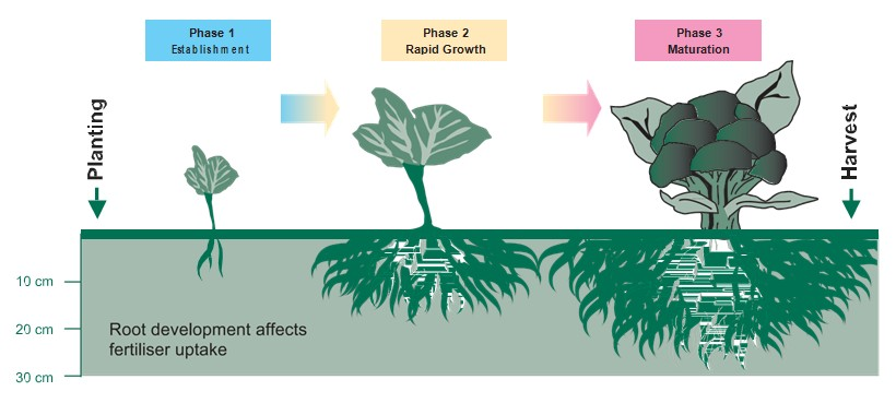 Growth phases from planting to harvest Growth phases of broccoli from planting to harvest