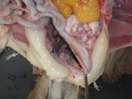 Visualise the bursa in dorsal cloacal wall