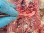 Gently peel the lungs from the rib cage