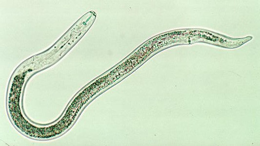 Adult female Pratylenchus penetrans (Photo V. Vanstone) Translucent body of female Pratylenchus penetrans