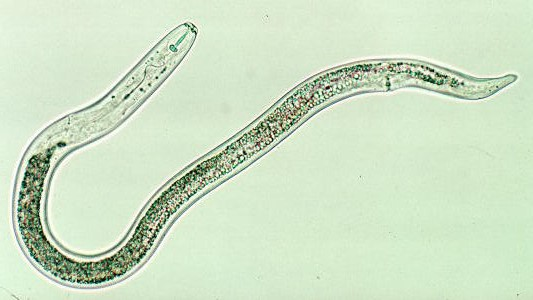 Nematodes for Poets – Field Station