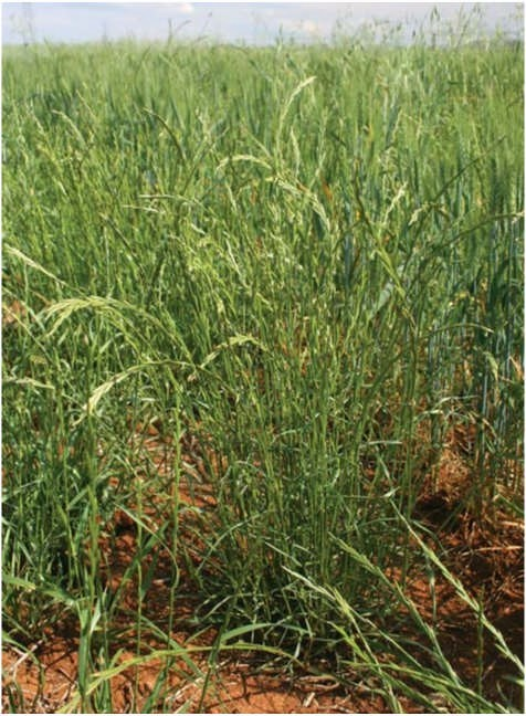 Mature annual ryegrass