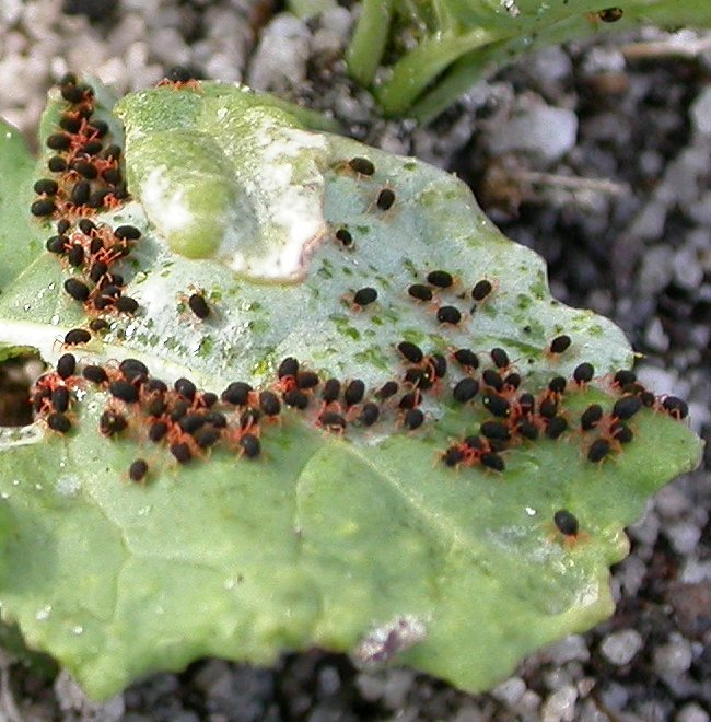 Silver Leaf - Control of Silver Leaf Disease.