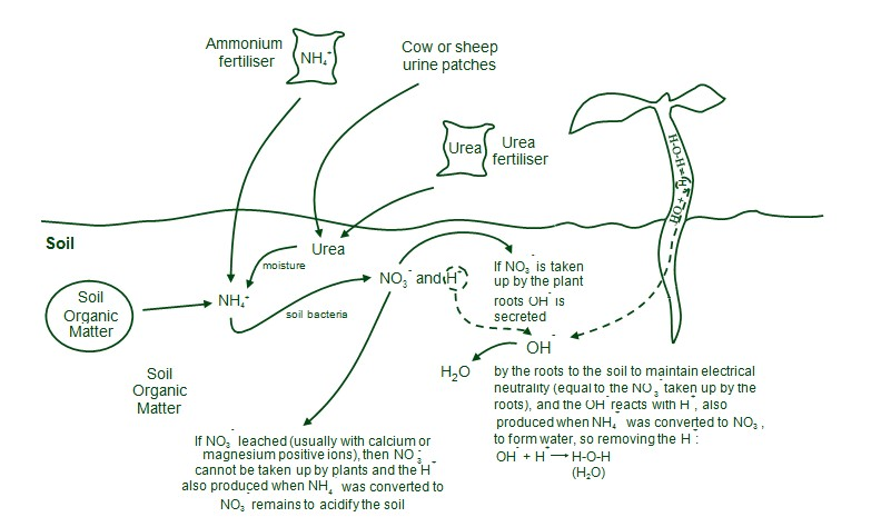 Diagrammatic presentation for the development of soil acidity due to leaching of nitrate (NO3 ) ions produced from ammonium ions (NH4 ) derived from soil organic matter, or from urea and ammonium fertilisers, or from urine patches deposited by stock onto Diagrammatic presentation for the development of soil acidity due to leaching of nitrate (NO3 ) ions produced from ammonium ions (NH4 ) derived from soil organic matter, or from urea and ammonium fertilisers, or from urine patches deposited by stock onto