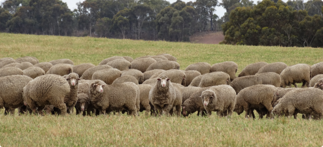 sheep grazing pasture