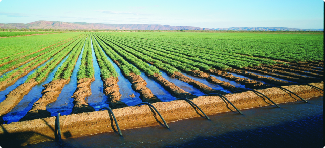 Photo showing irrigated chickpea seed production in the Ord Irrigation Area of Western Australia
