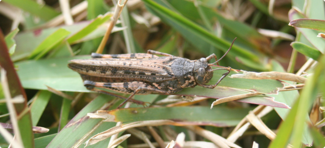 Urnisa grasshopper
