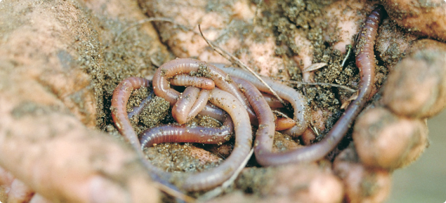 Two hands, covered in dirt, outstreched to show off a few garden worms.