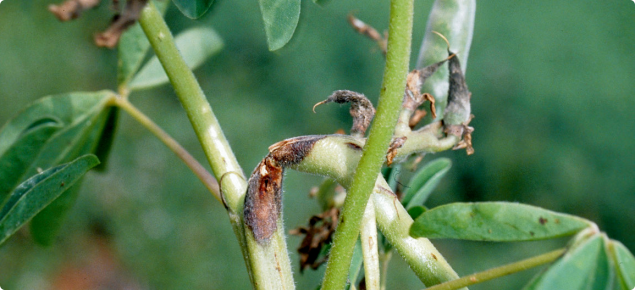 Photograph of the top branches of a albus lupin plant. Two of the branches have severe lesions on them and the branches have broken at the lesion and have bent over. The lesions are about two centimetres long, dark brown ring outside, orange at centre. 