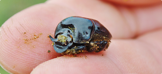 Picture of a dung beetle