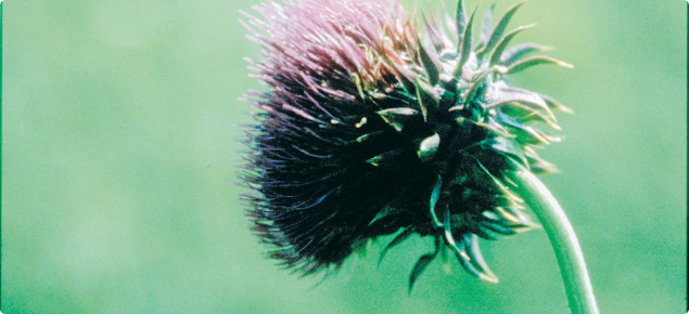Nodding thistle flower head displaying the curve in the stem that "nods"