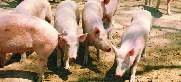 Nine pink adult free range pigs standing in various positions on dirt.