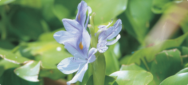 Water hyacinth (Eichhornia crassipes) flower