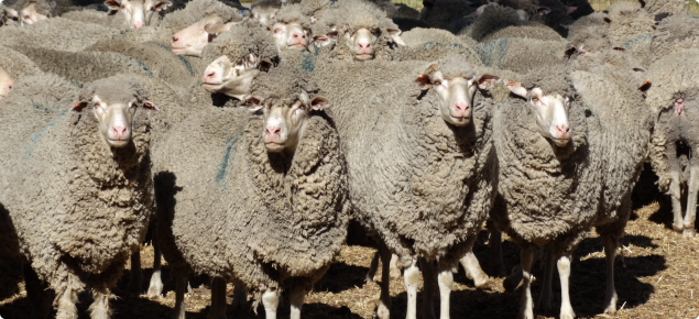Genetic selection and using Australian Sheep Breeding Values (ASBV) | Agriculture and