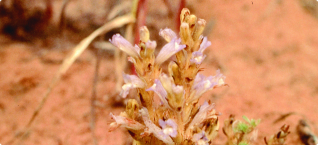 broomrape