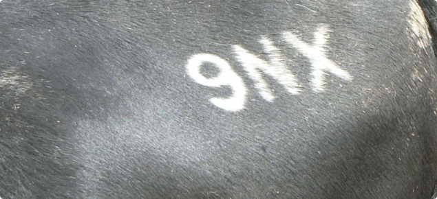 Cattle freeze brand stamped on the back of a cow