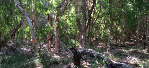 Photograph of dense vegetation around a La Grange wetland