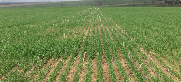 Trojan wheat sown into the spray trial, photo taken 27 June 2017.