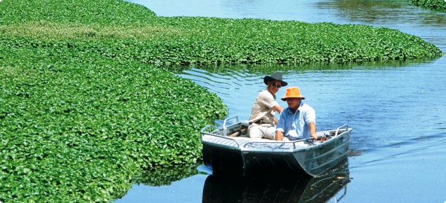Water hyacinth (Eichhornia crassipes) infestation