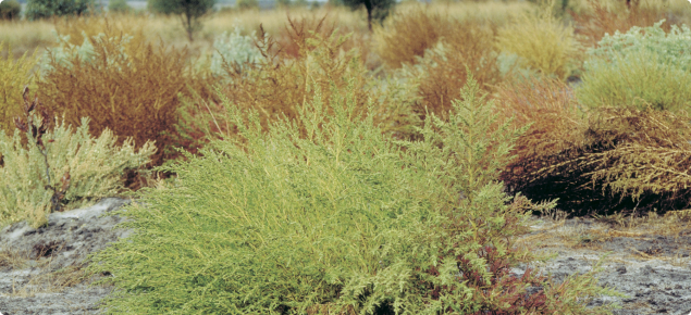 Kochia bushes: image shows the different colours of kochia