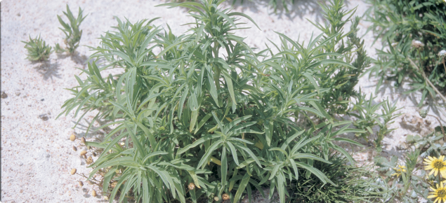 Small kochia plant
