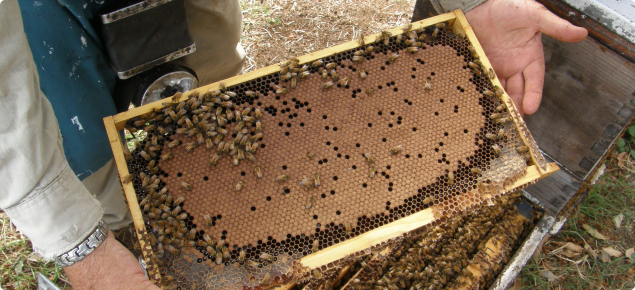 Typical healthy brood which covers a large proportion of a frame in an arc.