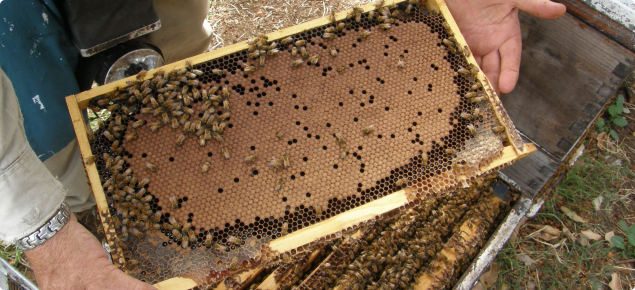 Picture of a healthy bee brood