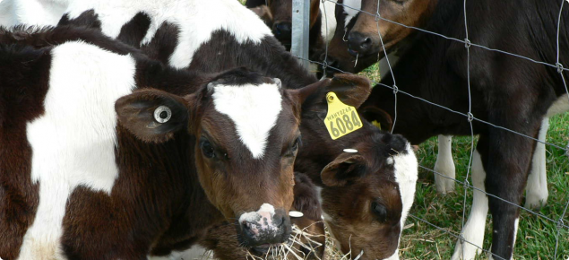 Tagged calves feeding in a paddock