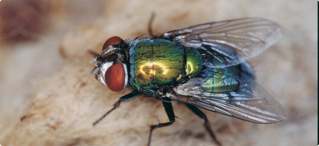 Lucilia cuprina - the main species of blowfly that initiates about 90% of all strikes is the Australian sheep blowfly