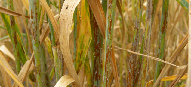 Stem rust pustules on wheat stems