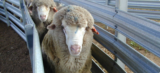 Sheep with photosensitisation; exposed raw tissue on the face and muzzle
