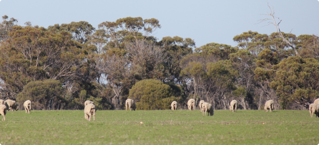 Sheep grazing pastures in spring