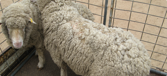 Sheep with photosensitisation; loss of wool and exposed raw tissue on the back