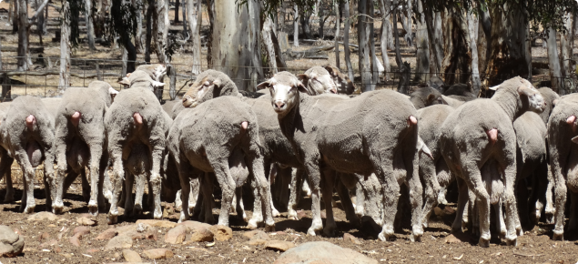 Young Merino rams ready for selection prior to mating.