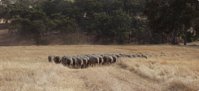 Merino ewes being taken to a paddock ready for mating.