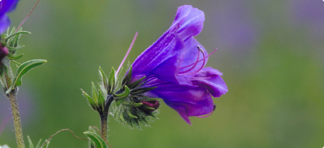 Paterson's curse (Echium plantagineum) flower close up