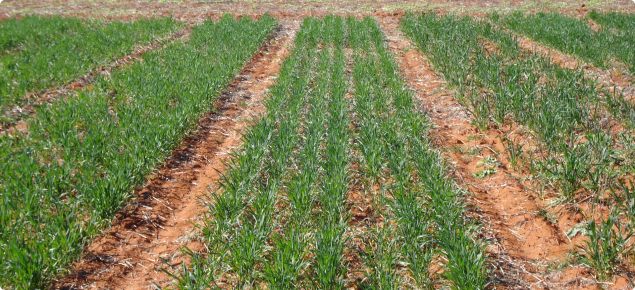 Picture of teh dry seeding seeding depth trial in Mullewa