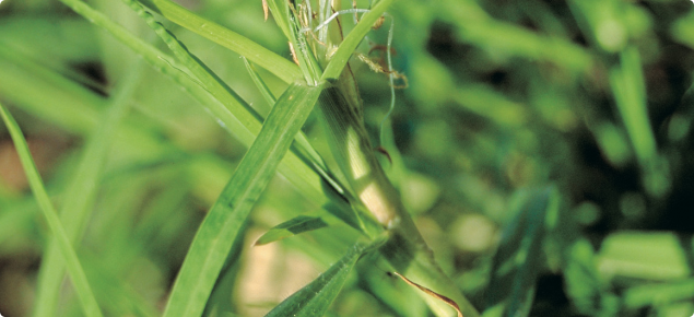 Close-up of kikuyu lawn.