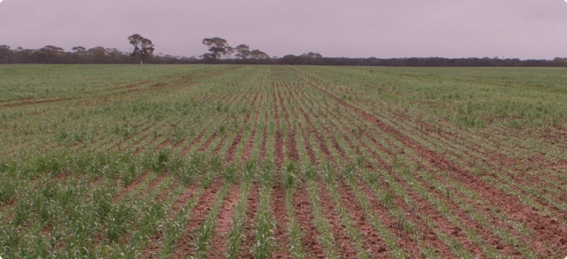 image of wheat demonstration