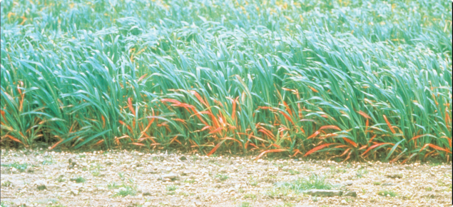 Barley yellow dwarf virus infection of oats