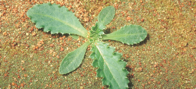 Nodding thistle rosette