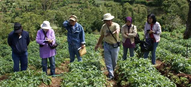 Indonesian extension officers receive training in monitoring for insect pests of potato crops 