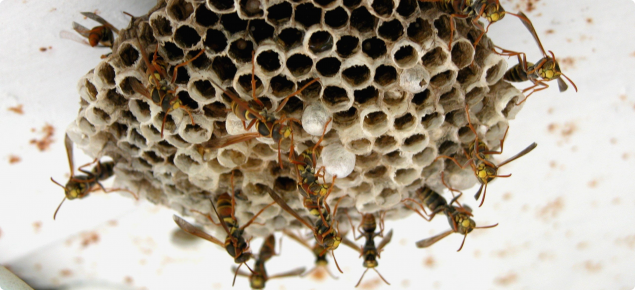 yellow paper wasp nest