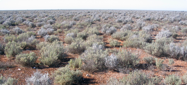 Photograph of a Nullarbor community in good condition