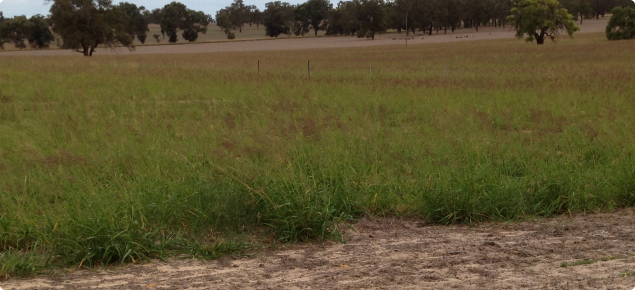 Photo showing green, knee high perennial pasture in paddock.