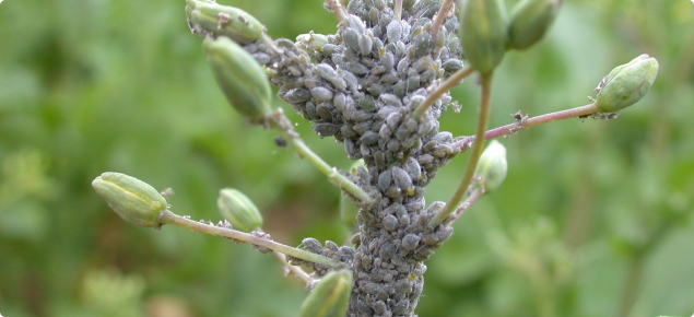 Cabbage aphid on canola flowering spike