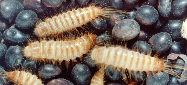 Warehouse beetle larvae