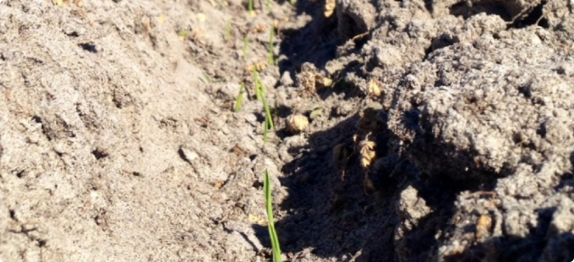 Emergence of TOS 1 in Gibson