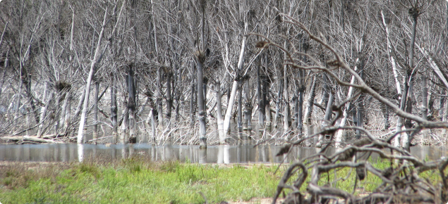Pine plantation showing dead trees killed by rising watertable