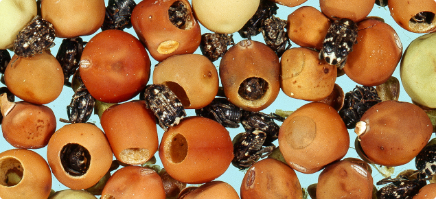 Unfumigated seed, showing exit holes and adult pea weevils